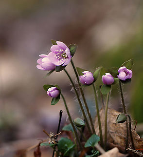 Sharp-lobed Hepatica - Anemone acutiloba Things are so difficult in New York right now, but nature has no notion of it. I found these beauties growing along a nature trail only about an hour away from NYC.

Habitat: Rocky forest

**Note: I am not sure if this should be identified as Anemone acutiloba or Hepatica nobilis. Please correct me if I'm wrong. Anemone,Anemone acutiloba,Geotagged,Hepatica,Hepatica nobilis,Sharp-lobed Hepatica,Spring,United States