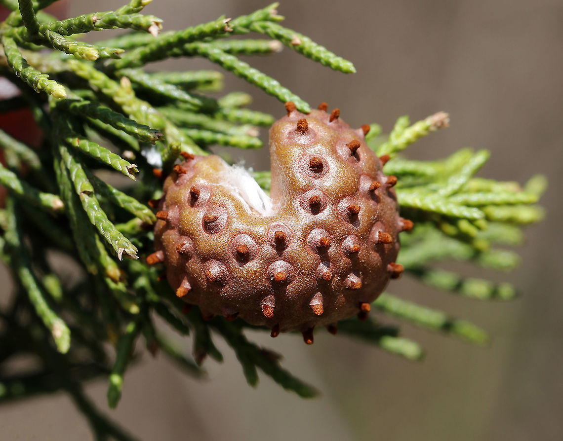 Cedar-apple Rust Gall - Gymnosporangium juniperi-virginianae This fungus has the fancy name, Gymnosporangium juniperi-virginianae, which means &quot;naked spore-bearer of the eastern juniper tree.&quot; It&#039;s a heteroecious rust, which means that it requires two species of plants to complete its life cycle. Those two species of plants are: the eastern red cedar (Juniperus virginianus) and apple trees (Malus sylvestris). It&#039;s also an obligate pathogen, so it can&#039;t live without those hosts. It has four different stages, the most impressive of which is the orange teliospore stage because this is when the gall sprouts gelatinous, orange horns that look like tentacles. Pretty impressive. To further add to its coolness, each gelatinous spore horn is actually composed of hundreds of two-celled teliospores.<br />
<br />
Habitat: Eastern red cedar (Juniperus virginianus) Cedar-apple Rust,Geotagged,Gymnosporangium,Gymnosporangium juniperi-virginianae,Spring,United States,gall