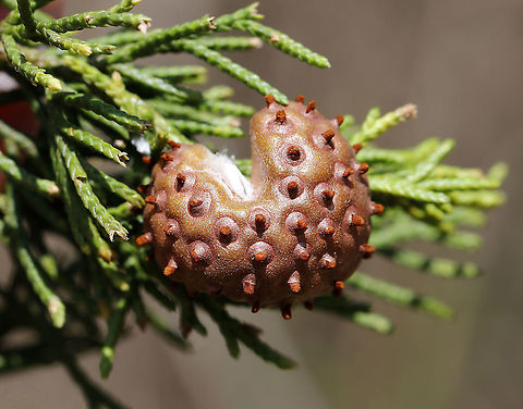 Cedar-apple Rust Gall - Gymnosporangium juniperi-virginianae This fungus has the fancy name, Gymnosporangium juniperi-virginianae, which means "naked spore-bearer of the eastern juniper tree." It's a heteroecious rust, which means that it requires two species of plants to complete its life cycle. Those two species of plants are: the eastern red cedar (Juniperus virginianus) and apple trees (Malus sylvestris). It's also an obligate pathogen, so it can't live without those hosts. It has four different stages, the most impressive of which is the orange teliospore stage because this is when the gall sprouts gelatinous, orange horns that look like tentacles. Pretty impressive. To further add to its coolness, each gelatinous spore horn is actually composed of hundreds of two-celled teliospores.

Habitat: Eastern red cedar (Juniperus virginianus) Cedar-apple Rust,Geotagged,Gymnosporangium,Gymnosporangium juniperi-virginianae,Spring,United States,gall