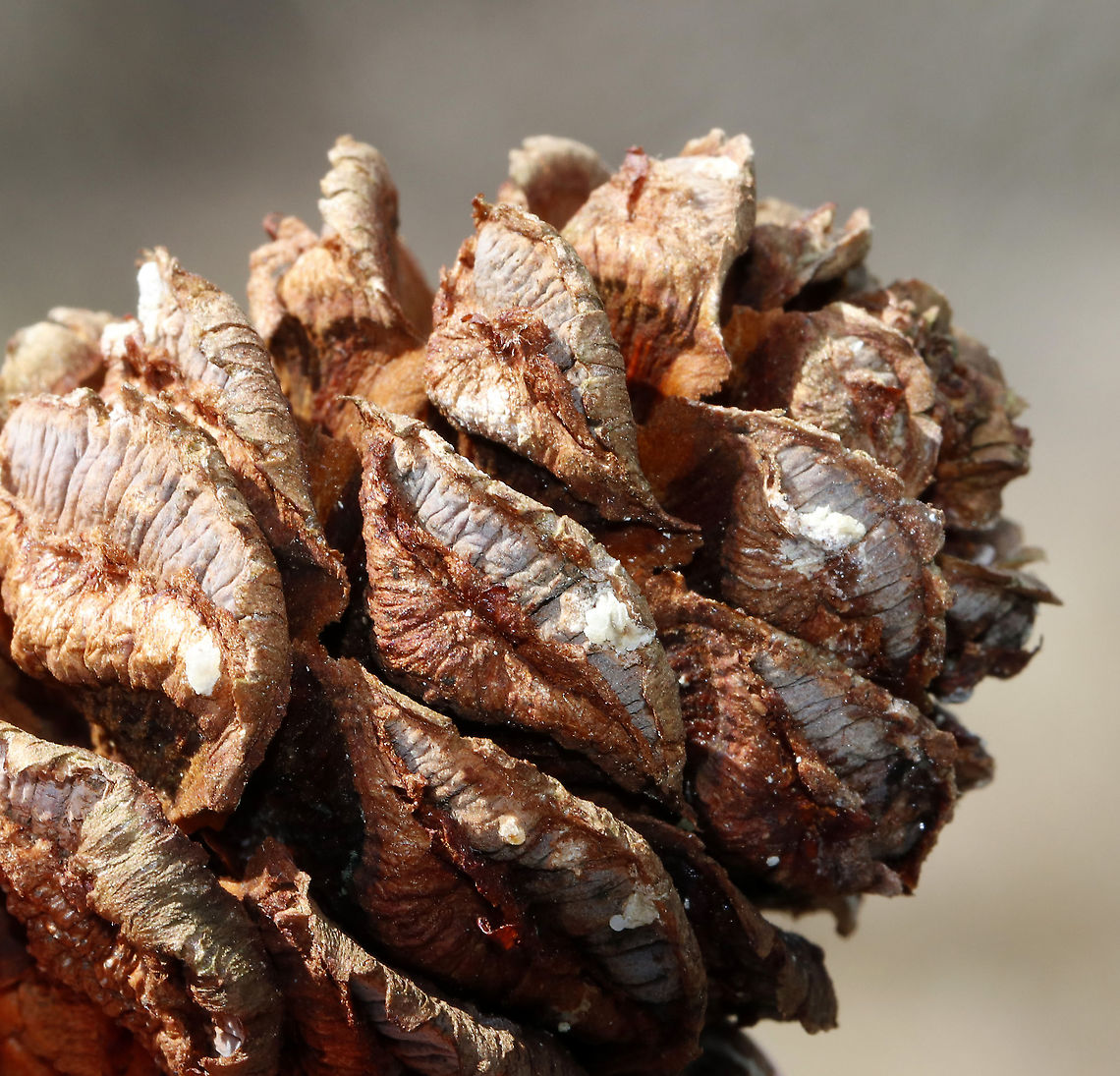 Japanese Umbrella-pine - Sciadopitys verticillata This tree really seemed out of place. And, it was huge. Unfortunately, I only had my macro lens, so I'll have to go back to get a full shot of the whole tree.<br />
<br />
This species is the only member of the family Sciadopityaceae and the genus Sciadopitys. It's a living fossil with no close relatives.<br />
<br />
<figure class="photo"><a href="https://www.jungledragon.com/image/91842/japanese_umbrella-pine_-_sciadopitys_verticillata.html" title="Japanese Umbrella-pine - Sciadopitys verticillata"><img src="https://s3.amazonaws.com/media.jungledragon.com/images/3232/91842_thumb.jpg?AWSAccessKeyId=05GMT0V3GWVNE7GGM1R2&Expires=1769040010&Signature=1yog2WP%2BA5E6OwBjnPXrNxNkxQM%3D" width="200" height="146" alt="Japanese Umbrella-pine - Sciadopitys verticillata This tree really seemed out of place. And, it was huge. Unfortunately, I only had my macro lens, so I'll have to go back to get a full shot of the whole tree.<br />
<br />
This species is the only member of the family Sciadopityaceae and the genus Sciadopitys. It's a living fossil with no close relatives.<br />
https://www.jungledragon.com/image/91841/japanese_umbrella-pine_-_sciadopitys_verticillata.html Geotagged,Japanese Umbrella-pine,Japanese umbrella-pine,Sciadopitys verticillata,Spring,United States,conifer,evergreen,pine" /></a></figure> Geotagged,Japanese umbrella-pine,Sciadopitys,Sciadopitys verticillata,Spring,United States,conifer,evergreen,kōyamaki,pine