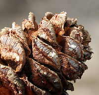 Japanese Umbrella-pine - Sciadopitys verticillata This tree really seemed out of place. And, it was huge. Unfortunately, I only had my macro lens, so I'll have to go back to get a full shot of the whole tree.<br />
<br />
This species is the only member of the family Sciadopityaceae and the genus Sciadopitys. It's a living fossil with no close relatives.<br />
<br />
https://www.jungledragon.com/image/91842/japanese_umbrella-pine_-_sciadopitys_verticillata.html Geotagged,Japanese umbrella-pine,Sciadopitys,Sciadopitys verticillata,Spring,United States,conifer,evergreen,kōyamaki,pine