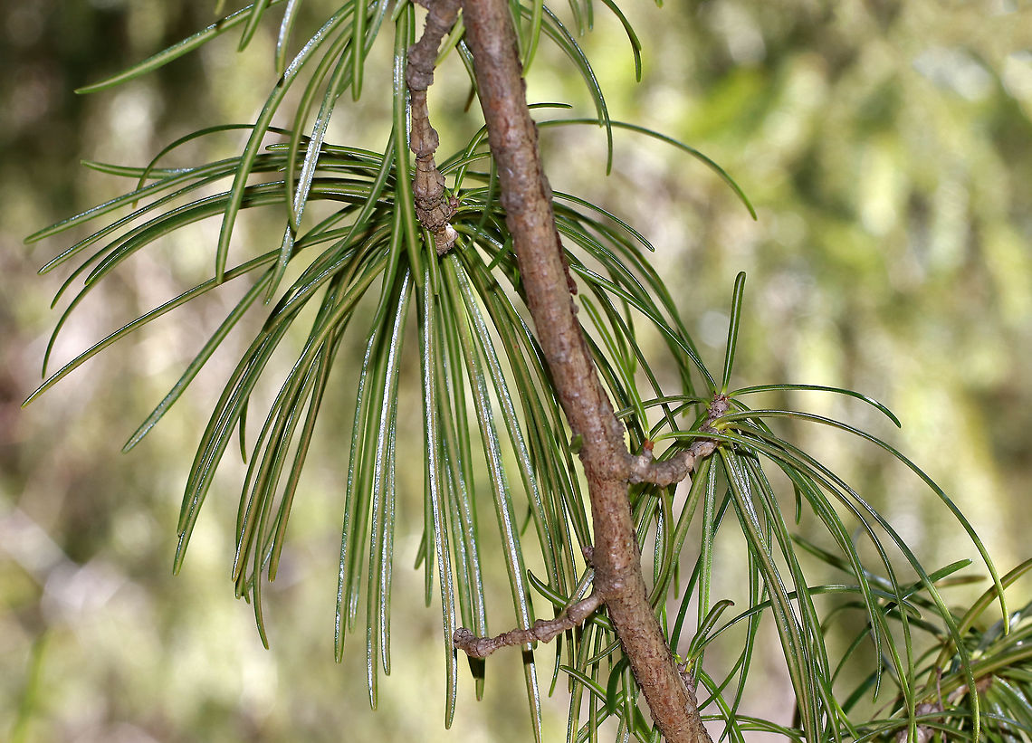 Japanese Umbrella-pine - Sciadopitys verticillata This tree really seemed out of place. And, it was huge. Unfortunately, I only had my macro lens, so I&#039;ll have to go back to get a full shot of the whole tree.<br />
<br />
This species is the only member of the family Sciadopityaceae and the genus Sciadopitys. It&#039;s a living fossil with no close relatives.<br />
<figure class="photo"><a href="https://www.jungledragon.com/image/91841/japanese_umbrella-pine_-_sciadopitys_verticillata.html" title="Japanese Umbrella-pine - Sciadopitys verticillata"><img src="https://s3.amazonaws.com/media.jungledragon.com/images/3232/91841_thumb.jpg?AWSAccessKeyId=05GMT0V3GWVNE7GGM1R2&Expires=1759968010&Signature=8SSwEyBhsZu9j%2Fq4jz83BZGujak%3D" width="200" height="194" alt="Japanese Umbrella-pine - Sciadopitys verticillata This tree really seemed out of place. And, it was huge. Unfortunately, I only had my macro lens, so I&#039;ll have to go back to get a full shot of the whole tree.<br />
<br />
This species is the only member of the family Sciadopityaceae and the genus Sciadopitys. It&#039;s a living fossil with no close relatives.<br />
<br />
https://www.jungledragon.com/image/91842/japanese_umbrella-pine_-_sciadopitys_verticillata.html Geotagged,Japanese umbrella-pine,Sciadopitys,Sciadopitys verticillata,Spring,United States,conifer,evergreen,kōyamaki,pine" /></a></figure> Geotagged,Japanese Umbrella-pine,Japanese umbrella-pine,Sciadopitys verticillata,Spring,United States,conifer,evergreen,pine