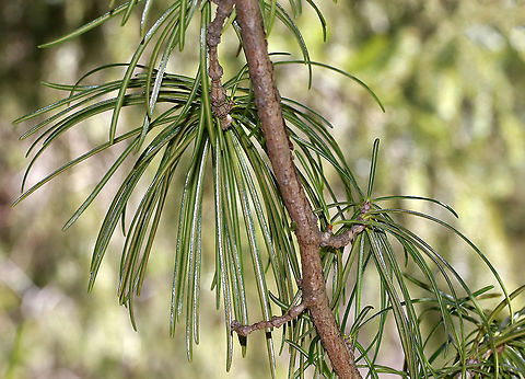 Japanese Umbrella-pine - Sciadopitys verticillata This tree really seemed out of place. And, it was huge. Unfortunately, I only had my macro lens, so I'll have to go back to get a full shot of the whole tree.

This species is the only member of the family Sciadopityaceae and the genus Sciadopitys. It's a living fossil with no close relatives.
https://www.jungledragon.com/image/91841/japanese_umbrella-pine_-_sciadopitys_verticillata.html Geotagged,Japanese Umbrella-pine,Japanese umbrella-pine,Sciadopitys verticillata,Spring,United States,conifer,evergreen,pine