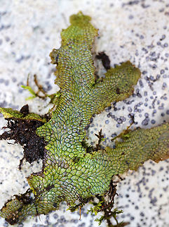 Snakewort - Conocephalum salebrosum This plant was so cool!

Habitat: Growing on a rock in a wetland/floodplain
https://www.jungledragon.com/image/91847/snakewort_-_conocephalum_salebrosum.html
https://www.jungledragon.com/image/91845/snakewort_-_conocephalum_salebrosum.html
https://www.jungledragon.com/image/91846/snakewort_underside_-_conocephalum_salebrosum.html Conocephalum,Conocephalum salebrosum,Geotagged,Spring,United States,hepatic,liverwort,non-vascular land plant,plant,snakewort