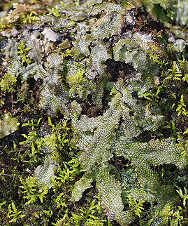 Snakewort - Conocephalum salebrosum I'll be going back to get better shots of this plant. The sun was shining on it and the rock was too heavy for me to move. Ugh.

This plant was so cool!

Habitat: Growing on a rock in a wetland/floodplain
https://www.jungledragon.com/image/91847/snakewort_-_conocephalum_salebrosum.html
https://www.jungledragon.com/image/91844/snakewort_-_conocephalum_salebrosum.html
https://www.jungledragon.com/image/91846/snakewort_underside_-_conocephalum_salebrosum.html Conocephalum salebrosum,Geotagged,Snakewort,Spring,United States
