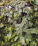Snakewort - Conocephalum salebrosum I'll be going back to get better shots of this plant. The sun was shining on it and the rock was too heavy for me to move. Ugh.<br />
<br />
This plant was so cool!<br />
<br />
Habitat: Growing on a rock in a wetland/floodplain<br />
https://www.jungledragon.com/image/91847/snakewort_-_conocephalum_salebrosum.html<br />
https://www.jungledragon.com/image/91844/snakewort_-_conocephalum_salebrosum.html<br />
https://www.jungledragon.com/image/91846/snakewort_underside_-_conocephalum_salebrosum.html Conocephalum salebrosum,Geotagged,Snakewort,Spring,United States