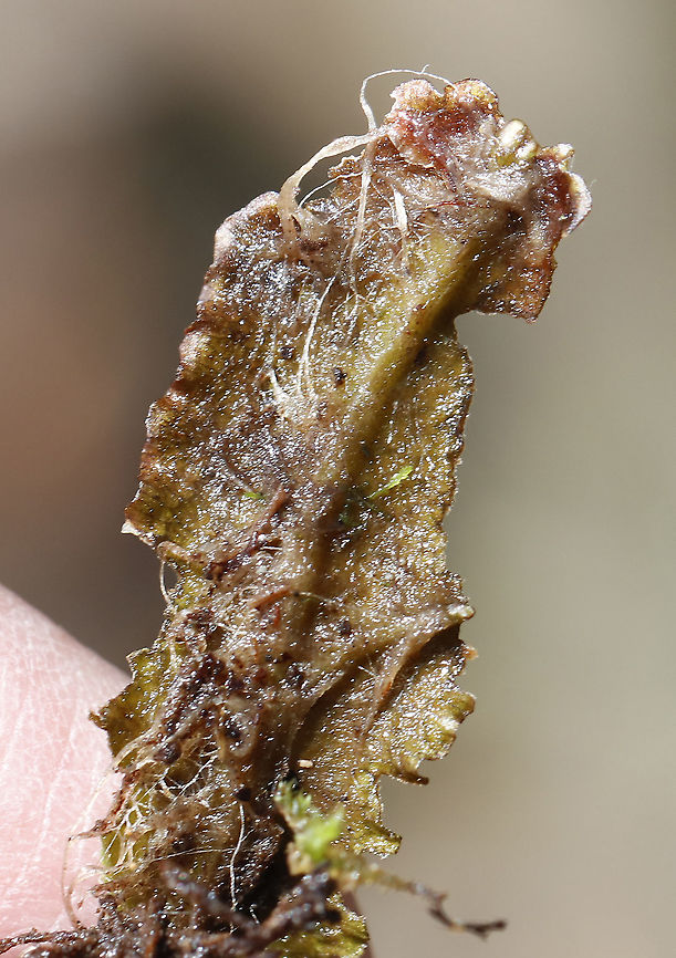 Snakewort Underside - Conocephalum salebrosum This plant was so cool!<br />
<br />
Habitat: Growing on a rock in a wetland/floodplain<br />
<figure class="photo"><a href="https://www.jungledragon.com/image/91845/snakewort_-_conocephalum_salebrosum.html" title="Snakewort - Conocephalum salebrosum"><img src="https://s3.amazonaws.com/media.jungledragon.com/images/3232/91845_thumb.jpg?AWSAccessKeyId=05GMT0V3GWVNE7GGM1R2&Expires=1759968010&Signature=MarDmzIBbe%2BS%2FbKxLsihkXzG%2Fsg%3D" width="128" height="152" alt="Snakewort - Conocephalum salebrosum I&#039;ll be going back to get better shots of this plant. The sun was shining on it and the rock was too heavy for me to move. Ugh.<br />
<br />
This plant was so cool!<br />
<br />
Habitat: Growing on a rock in a wetland/floodplain<br />
https://www.jungledragon.com/image/91847/snakewort_-_conocephalum_salebrosum.html<br />
https://www.jungledragon.com/image/91844/snakewort_-_conocephalum_salebrosum.html<br />
https://www.jungledragon.com/image/91846/snakewort_underside_-_conocephalum_salebrosum.html Conocephalum salebrosum,Geotagged,Snakewort,Spring,United States" /></a></figure><br />
<figure class="photo"><a href="https://www.jungledragon.com/image/91847/snakewort_-_conocephalum_salebrosum.html" title="Snakewort - Conocephalum salebrosum"><img src="https://s3.amazonaws.com/media.jungledragon.com/images/3232/91847_thumb.jpg?AWSAccessKeyId=05GMT0V3GWVNE7GGM1R2&Expires=1759968010&Signature=dKprt29zZHW0PXx3V6EyqVVGjz4%3D" width="200" height="144" alt="Snakewort - Conocephalum salebrosum This plant was so cool!<br />
<br />
Habitat: Growing on a rock in a wetland/floodplain<br />
https://www.jungledragon.com/image/91844/snakewort_-_conocephalum_salebrosum.html<br />
https://www.jungledragon.com/image/91845/snakewort_-_conocephalum_salebrosum.html<br />
https://www.jungledragon.com/image/91846/snakewort_underside_-_conocephalum_salebrosum.html Conocephalum salebrosum,Geotagged,Snakewort,Spring,United States" /></a></figure><br />
<figure class="photo"><a href="https://www.jungledragon.com/image/91844/snakewort_-_conocephalum_salebrosum.html" title="Snakewort - Conocephalum salebrosum"><img src="https://s3.amazonaws.com/media.jungledragon.com/images/3232/91844_thumb.jpg?AWSAccessKeyId=05GMT0V3GWVNE7GGM1R2&Expires=1759968010&Signature=12Ph4hbxGaKNw5avbc5LIa8NouU%3D" width="114" height="152" alt="Snakewort - Conocephalum salebrosum This plant was so cool!<br />
<br />
Habitat: Growing on a rock in a wetland/floodplain<br />
https://www.jungledragon.com/image/91847/snakewort_-_conocephalum_salebrosum.html<br />
https://www.jungledragon.com/image/91845/snakewort_-_conocephalum_salebrosum.html<br />
https://www.jungledragon.com/image/91846/snakewort_underside_-_conocephalum_salebrosum.html Conocephalum,Conocephalum salebrosum,Geotagged,Spring,United States,hepatic,liverwort,non-vascular land plant,plant,snakewort" /></a></figure> Conocephalum salebrosum,Geotagged,Snakewort,Spring,United States