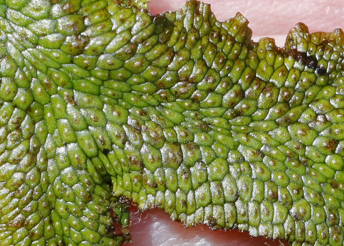 Snakewort - Conocephalum salebrosum This plant was so cool!<br />
<br />
Habitat: Growing on a rock in a wetland/floodplain<br />
<figure class="photo"><a href="https://www.jungledragon.com/image/91844/snakewort_-_conocephalum_salebrosum.html" title="Snakewort - Conocephalum salebrosum"><img src="https://s3.amazonaws.com/media.jungledragon.com/images/3232/91844_thumb.jpg?AWSAccessKeyId=05GMT0V3GWVNE7GGM1R2&Expires=1767225610&Signature=VuARinuGuKG01ajokb1vzwkI868%3D" width="114" height="152" alt="Snakewort - Conocephalum salebrosum This plant was so cool!<br />
<br />
Habitat: Growing on a rock in a wetland/floodplain<br />
https://www.jungledragon.com/image/91847/snakewort_-_conocephalum_salebrosum.html<br />
https://www.jungledragon.com/image/91845/snakewort_-_conocephalum_salebrosum.html<br />
https://www.jungledragon.com/image/91846/snakewort_underside_-_conocephalum_salebrosum.html Conocephalum,Conocephalum salebrosum,Geotagged,Spring,United States,hepatic,liverwort,non-vascular land plant,plant,snakewort" /></a></figure><br />
<figure class="photo"><a href="https://www.jungledragon.com/image/91845/snakewort_-_conocephalum_salebrosum.html" title="Snakewort - Conocephalum salebrosum"><img src="https://s3.amazonaws.com/media.jungledragon.com/images/3232/91845_thumb.jpg?AWSAccessKeyId=05GMT0V3GWVNE7GGM1R2&Expires=1767225610&Signature=jq515LEtZCyLQGqR8jDdY1hNPQE%3D" width="128" height="152" alt="Snakewort - Conocephalum salebrosum I&#039;ll be going back to get better shots of this plant. The sun was shining on it and the rock was too heavy for me to move. Ugh.<br />
<br />
This plant was so cool!<br />
<br />
Habitat: Growing on a rock in a wetland/floodplain<br />
https://www.jungledragon.com/image/91847/snakewort_-_conocephalum_salebrosum.html<br />
https://www.jungledragon.com/image/91844/snakewort_-_conocephalum_salebrosum.html<br />
https://www.jungledragon.com/image/91846/snakewort_underside_-_conocephalum_salebrosum.html Conocephalum salebrosum,Geotagged,Snakewort,Spring,United States" /></a></figure><br />
<figure class="photo"><a href="https://www.jungledragon.com/image/91846/snakewort_underside_-_conocephalum_salebrosum.html" title="Snakewort Underside - Conocephalum salebrosum"><img src="https://s3.amazonaws.com/media.jungledragon.com/images/3232/91846_thumb.jpg?AWSAccessKeyId=05GMT0V3GWVNE7GGM1R2&Expires=1767225610&Signature=b%2FzxN8fNvrkHuT6hSxoI72DEwuc%3D" width="108" height="152" alt="Snakewort Underside - Conocephalum salebrosum This plant was so cool!<br />
<br />
Habitat: Growing on a rock in a wetland/floodplain<br />
https://www.jungledragon.com/image/91845/snakewort_-_conocephalum_salebrosum.html<br />
https://www.jungledragon.com/image/91847/snakewort_-_conocephalum_salebrosum.html<br />
https://www.jungledragon.com/image/91844/snakewort_-_conocephalum_salebrosum.html Conocephalum salebrosum,Geotagged,Snakewort,Spring,United States" /></a></figure> Conocephalum salebrosum,Geotagged,Snakewort,Spring,United States