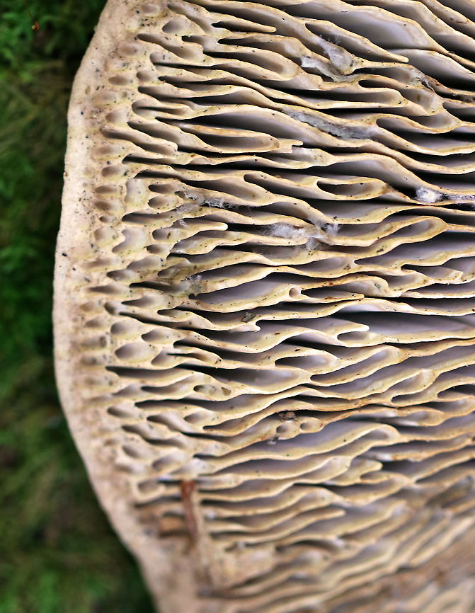 Oak Mazegill - Daedalea quercina Flat, fan-shaped fruiting bodies with amazingly intricate maze-like pores that were very deep, thick, and fuzzy. <br />
<br />
The fruiting bodies of Daedalea quercina have some unusual uses. They can be used as a natural comb, especially for brushing horses with sensitive skin. In addition, the smoldering fruiting bodies may be used to anesthetize bees. This species has also been investigated for bioremediation, and for medicinal purposes.<br />
<figure class="photo"><a href="https://www.jungledragon.com/image/91876/oak_mazegill_-_daedalea_quercina.html" title="Oak Mazegill - Daedalea quercina"><img src="https://s3.amazonaws.com/media.jungledragon.com/images/3232/91876_thumb.jpg?AWSAccessKeyId=05GMT0V3GWVNE7GGM1R2&Expires=1759968010&Signature=UO05krwH%2BIY8NwAfN1adsZ%2BrMY4%3D" width="200" height="118" alt="Oak Mazegill - Daedalea quercina Flat, fan-shaped fruiting bodies with amazingly intricate maze-like pores that were very deep, thick, and fuzzy.<br />
<br />
The fruiting bodies of Daedalea quercina have some unusual uses. They can be used as a natural comb, especially for brushing horses with sensitive skin. In addition, the smoldering fruiting bodies may be used to anesthetize bees. This species has also been investigated for bioremediation, and for medicinal purposes.<br />
https://www.jungledragon.com/image/91874/oak_mazegill_-_daedalea_quercina.html<br />
https://www.jungledragon.com/image/91875/oak_mazegill_-_daedalea_quercina.html Daedalea quercina,Geotagged,Oak mazegill,Summer,United States" /></a></figure><br />
<figure class="photo"><a href="https://www.jungledragon.com/image/91875/oak_mazegill_-_daedalea_quercina.html" title="Oak Mazegill - Daedalea quercina"><img src="https://s3.amazonaws.com/media.jungledragon.com/images/3232/91875_thumb.jpg?AWSAccessKeyId=05GMT0V3GWVNE7GGM1R2&Expires=1759968010&Signature=5KDtOd%2BmDp%2Bf%2FgmOCo%2FhTPGWK2M%3D" width="200" height="162" alt="Oak Mazegill - Daedalea quercina Flat, fan-shaped fruiting bodies with amazingly intricate maze-like pores that were very deep, thick, and fuzzy.<br />
<br />
The fruiting bodies of Daedalea quercina have some unusual uses. They can be used as a natural comb, especially for brushing horses with sensitive skin. In addition, the smoldering fruiting bodies may be used to anesthetize bees. This species has also been investigated for bioremediation, and for medicinal purposes.<br />
https://www.jungledragon.com/image/91874/oak_mazegill_-_daedalea_quercina.html<br />
https://www.jungledragon.com/image/91876/oak_mazegill_-_daedalea_quercina.html Daedalea quercina,Geotagged,Oak mazegill,Summer,United States" /></a></figure> Daedalea quercina,Geotagged,Oak mazegill,Summer,United States,daedalea,fungus,mushroom,polypore