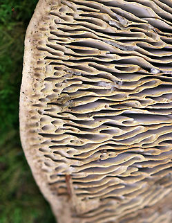 Oak Mazegill - Daedalea quercina Flat, fan-shaped fruiting bodies with amazingly intricate maze-like pores that were very deep, thick, and fuzzy. 

The fruiting bodies of Daedalea quercina have some unusual uses. They can be used as a natural comb, especially for brushing horses with sensitive skin. In addition, the smoldering fruiting bodies may be used to anesthetize bees. This species has also been investigated for bioremediation, and for medicinal purposes.
https://www.jungledragon.com/image/91876/oak_mazegill_-_daedalea_quercina.html
https://www.jungledragon.com/image/91875/oak_mazegill_-_daedalea_quercina.html Daedalea quercina,Geotagged,Oak mazegill,Summer,United States,daedalea,fungus,mushroom,polypore