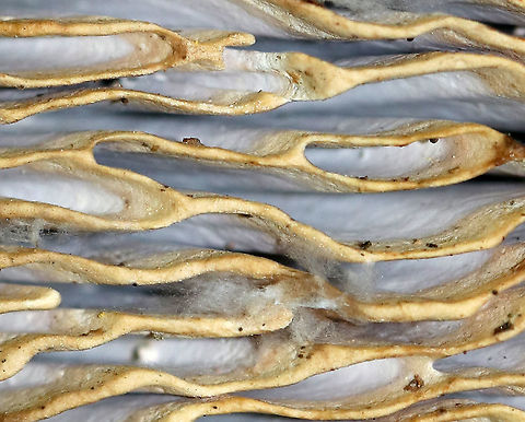 Oak Mazegill - Daedalea quercina Flat, fan-shaped fruiting bodies with amazingly intricate maze-like pores that were very deep, thick, and fuzzy.

The fruiting bodies of Daedalea quercina have some unusual uses. They can be used as a natural comb, especially for brushing horses with sensitive skin. In addition, the smoldering fruiting bodies may be used to anesthetize bees. This species has also been investigated for bioremediation, and for medicinal purposes.
https://www.jungledragon.com/image/91874/oak_mazegill_-_daedalea_quercina.html
https://www.jungledragon.com/image/91876/oak_mazegill_-_daedalea_quercina.html Daedalea quercina,Geotagged,Oak mazegill,Summer,United States