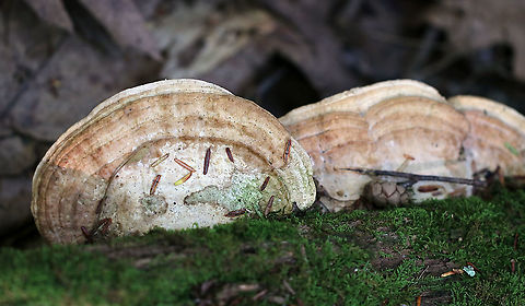 Oak Mazegill - Daedalea quercina Flat, fan-shaped fruiting bodies with amazingly intricate maze-like pores that were very deep, thick, and fuzzy.

The fruiting bodies of Daedalea quercina have some unusual uses. They can be used as a natural comb, especially for brushing horses with sensitive skin. In addition, the smoldering fruiting bodies may be used to anesthetize bees. This species has also been investigated for bioremediation, and for medicinal purposes.
https://www.jungledragon.com/image/91874/oak_mazegill_-_daedalea_quercina.html
https://www.jungledragon.com/image/91875/oak_mazegill_-_daedalea_quercina.html Daedalea quercina,Geotagged,Oak mazegill,Summer,United States