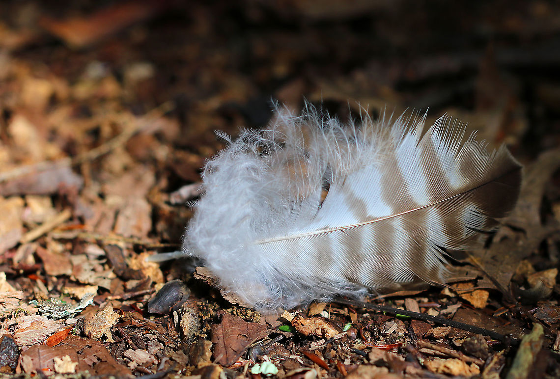 Unidentified Feather Maybe from a woodpecker? Owl? Turkey?<br />
<br />
Habitat: Mixed forest Geotagged,Summer,United States,feather,signs of wildlife