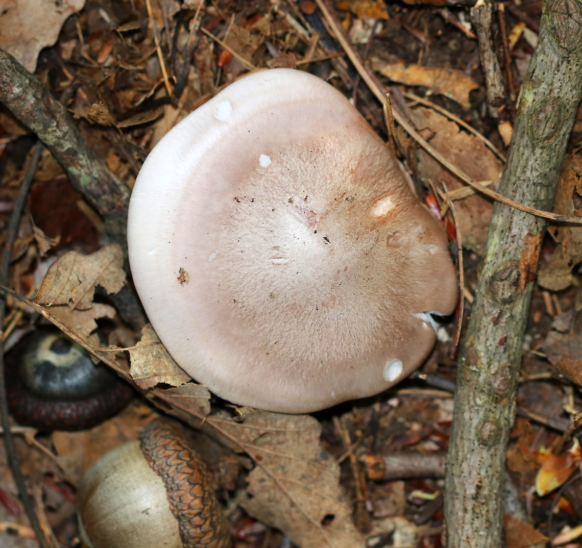 Wood Blewit - Clitocybe nuda This mushroom was pretty dull, but it had a nice lilac tint - particularly on the gills. <br />
<br />
Habitat: Mixed forest<br />
<figure class="photo"><a href="https://www.jungledragon.com/image/91879/wood_blewit_-_clitocybe_nuda.html" title="Wood Blewit - Clitocybe nuda"><img src="https://s3.amazonaws.com/media.jungledragon.com/images/3232/91879_thumb.jpg?AWSAccessKeyId=05GMT0V3GWVNE7GGM1R2&Expires=1759968010&Signature=dN44g%2BvSTiKGPsn0TfP73sInxI0%3D" width="200" height="160" alt="Wood Blewit - Clitocybe nuda This mushroom was pretty dull, but it had a nice lilac tint - particularly on the gills.<br />
<br />
Habitat: Mixed forest<br />
https://www.jungledragon.com/image/91878/wood_blewit_-_clitocybe_nuda.html Geotagged,Lepista nuda,Summer,United States,Wood blewit" /></a></figure> Geotagged,Lepista nuda,Summer,United States,Wood blewit,clitocybe,fungus,lepista,mushroom