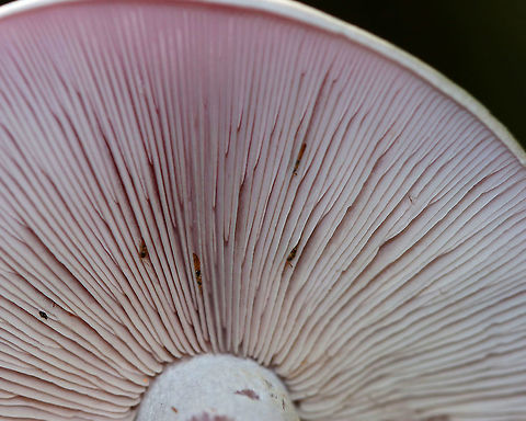 Wood Blewit - Clitocybe nuda This mushroom was pretty dull, but it had a nice lilac tint - particularly on the gills.

Habitat: Mixed forest
https://www.jungledragon.com/image/91878/wood_blewit_-_clitocybe_nuda.html Geotagged,Lepista nuda,Summer,United States,Wood blewit