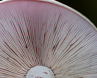 Wood Blewit - Clitocybe nuda This mushroom was pretty dull, but it had a nice lilac tint - particularly on the gills.<br />
<br />
Habitat: Mixed forest<br />
https://www.jungledragon.com/image/91878/wood_blewit_-_clitocybe_nuda.html Geotagged,Lepista nuda,Summer,United States,Wood blewit