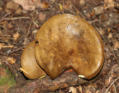 Ash-tree Bolete - Boletinellus merulioides This fungus was so common last autumn!

Habitat: Mixed forest
https://www.jungledragon.com/image/91889/ash-tree_bolete_-_boletinellus_merulioides.html Ash-tree bolete,Boletinellus merulioides,Geotagged,Summer,United States,bolete,mushroom