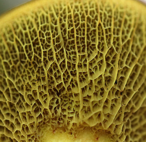 Ash-tree Bolete - Boletinellus merulioides This fungus was so common last autumn!

Habitat: Mixed forest
https://www.jungledragon.com/image/91888/ash-tree_bolete_-_boletinellus_merulioides.html Ash-tree bolete,Boletinellus merulioides,Geotagged,Summer,United States