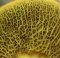 Ash-tree Bolete - Boletinellus merulioides This fungus was so common last autumn!<br />
<br />
Habitat: Mixed forest<br />
https://www.jungledragon.com/image/91888/ash-tree_bolete_-_boletinellus_merulioides.html Ash-tree bolete,Boletinellus merulioides,Geotagged,Summer,United States