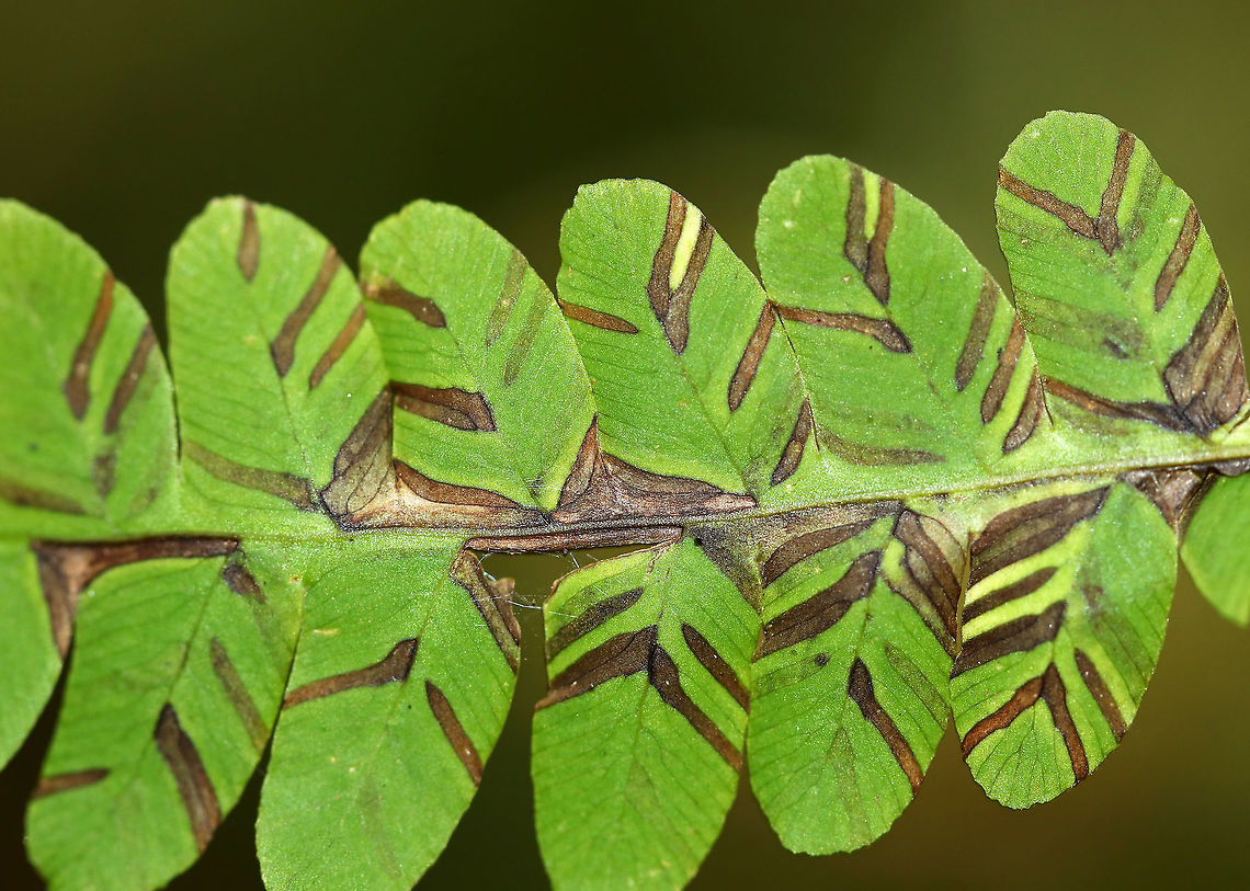 Window Feeding Marks on Fern (Osmunda sp.) I'm not sure who fed on this fern, possibly an early-instar sawfly larva as mentioned by Charley Eiseman here:<br />
<a href="https://bugguide.net/node/view/1236488" rel="nofollow">https://bugguide.net/node/view/1236488</a> Geotagged,Summer,United States,fern,osmunda,window feeding