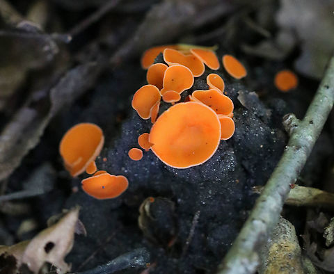 Orange Peel Fungus - Aleuria aurantia Fruiting body: cup-shaped; orange; somewhat flat; outside was white and fuzzy on most; no stem; brittle, orange flesh

Habitat: Growing on the ground in a disturbed area
https://www.jungledragon.com/image/91922/orange_peel_fungus_-_aleuria_aurantia.html
https://www.jungledragon.com/image/91926/orange_peel_fungus_-_aleuria_aurantia.html
https://www.jungledragon.com/image/91925/orange_peel_fungus_-_aleuria_aurantia.html
https://www.jungledragon.com/image/91923/orange_peel_fungus_-_aleuria_aurantia.html Aleuria,Aleuria aurantia,Geotagged,Orange peel fungus,Summer,United States,cup fungus,fungus