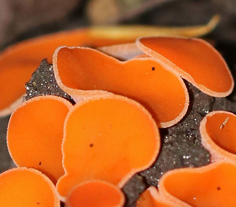 Orange Peel Fungus - Aleuria aurantia Fruiting body: cup-shaped; orange; somewhat flat; outside was white and fuzzy on most; no stem; brittle, orange flesh

Habitat: Growing on the ground in a disturbed area
https://www.jungledragon.com/image/91926/orange_peel_fungus_-_aleuria_aurantia.html
https://www.jungledragon.com/image/91925/orange_peel_fungus_-_aleuria_aurantia.html
https://www.jungledragon.com/image/91923/orange_peel_fungus_-_aleuria_aurantia.html
https://www.jungledragon.com/image/91921/orange_peel_fungus_-_aleuria_aurantia.html Aleuria aurantia,Geotagged,Orange peel fungus,Summer,United States,aleuria