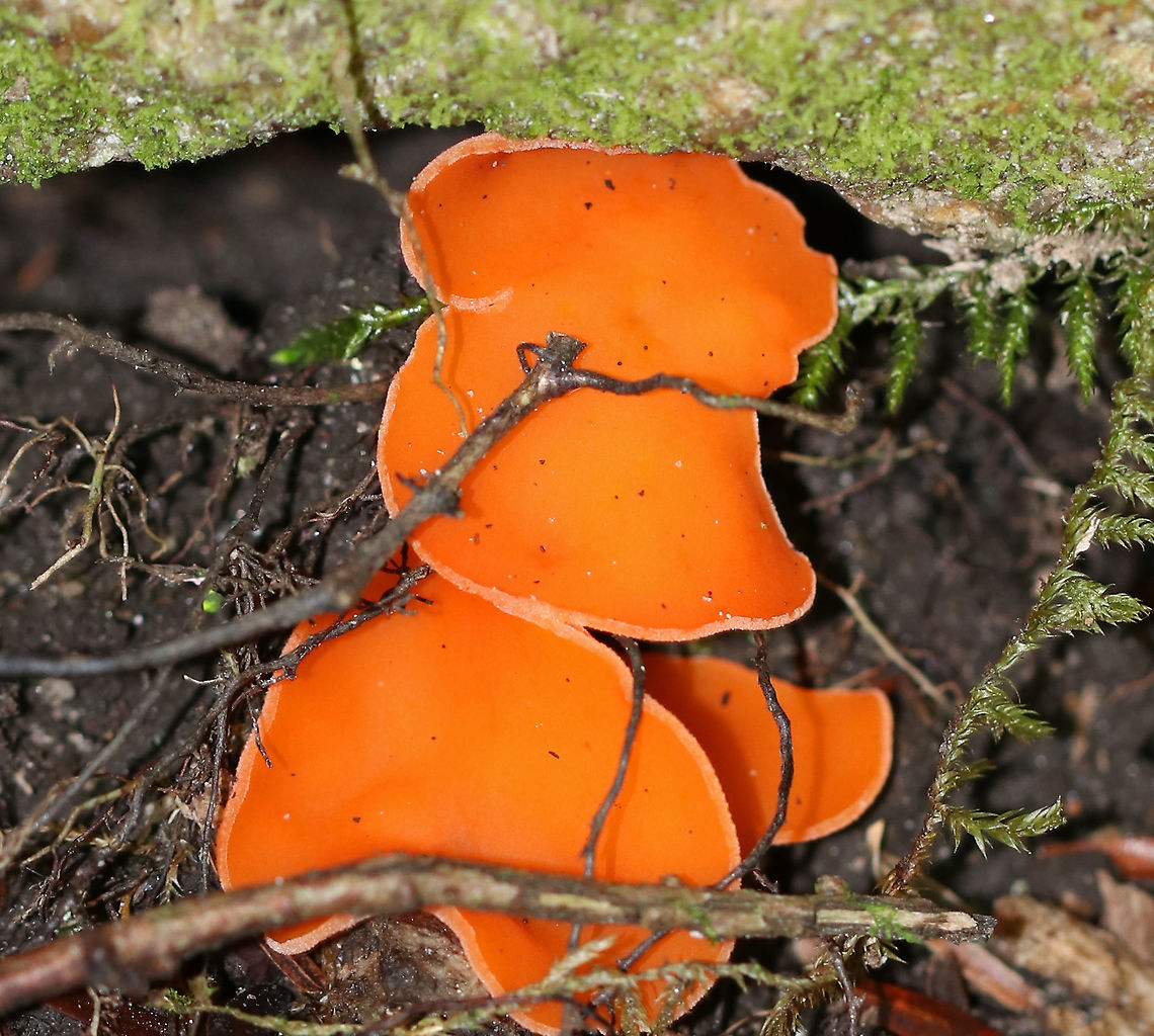 Orange Peel Fungus - Aleuria aurantia Fruiting body: cup-shaped; orange; somewhat flat; outside was white and fuzzy on most; no stem; brittle, orange flesh<br />
<br />
Habitat: Growing on the ground in a disturbed area<br />
<figure class="photo"><a href="https://www.jungledragon.com/image/91926/orange_peel_fungus_-_aleuria_aurantia.html" title="Orange Peel Fungus - Aleuria aurantia"><img src="https://s3.amazonaws.com/media.jungledragon.com/images/3232/91926_thumb.jpg?AWSAccessKeyId=05GMT0V3GWVNE7GGM1R2&Expires=1759968010&Signature=k7JN44d7w6Bc5WERuySP5P%2BQTYQ%3D" width="116" height="152" alt="Orange Peel Fungus - Aleuria aurantia Fruiting body: cup-shaped; orange; somewhat flat; outside was white and fuzzy on most; no stem; brittle, orange flesh<br />
<br />
Habitat: Growing on the ground in a disturbed area<br />
https://www.jungledragon.com/image/91925/orange_peel_fungus_-_aleuria_aurantia.html<br />
https://www.jungledragon.com/image/91923/orange_peel_fungus_-_aleuria_aurantia.html<br />
https://www.jungledragon.com/image/91922/orange_peel_fungus_-_aleuria_aurantia.html<br />
https://www.jungledragon.com/image/91921/orange_peel_fungus_-_aleuria_aurantia.html Aleuria aurantia,Geotagged,Orange peel fungus,Summer,United States" /></a></figure><br />
<figure class="photo"><a href="https://www.jungledragon.com/image/91925/orange_peel_fungus_-_aleuria_aurantia.html" title="Orange Peel Fungus - Aleuria aurantia"><img src="https://s3.amazonaws.com/media.jungledragon.com/images/3232/91925_thumb.jpg?AWSAccessKeyId=05GMT0V3GWVNE7GGM1R2&Expires=1759968010&Signature=q7sFuuqSkhC%2FBDazy7Hym5SBDi4%3D" width="200" height="144" alt="Orange Peel Fungus - Aleuria aurantia Fruiting body: cup-shaped; orange; somewhat flat; outside was white and fuzzy on most; no stem; brittle, orange flesh<br />
<br />
Habitat: Growing on the ground in a disturbed area<br />
https://www.jungledragon.com/image/91926/orange_peel_fungus_-_aleuria_aurantia.html<br />
https://www.jungledragon.com/image/91923/orange_peel_fungus_-_aleuria_aurantia.html<br />
https://www.jungledragon.com/image/91922/orange_peel_fungus_-_aleuria_aurantia.html<br />
https://www.jungledragon.com/image/91921/orange_peel_fungus_-_aleuria_aurantia.html Aleuria aurantia,Geotagged,Orange peel fungus,Summer,United States" /></a></figure><br />
<figure class="photo"><a href="https://www.jungledragon.com/image/91922/orange_peel_fungus_-_aleuria_aurantia.html" title="Orange Peel Fungus - Aleuria aurantia"><img src="https://s3.amazonaws.com/media.jungledragon.com/images/3232/91922_thumb.jpg?AWSAccessKeyId=05GMT0V3GWVNE7GGM1R2&Expires=1759968010&Signature=AX0ewQDoJDbaI9mUY1e73FGmmhs%3D" width="200" height="176" alt="Orange Peel Fungus - Aleuria aurantia Fruiting body: cup-shaped; orange; somewhat flat; outside was white and fuzzy on most; no stem; brittle, orange flesh<br />
<br />
Habitat: Growing on the ground in a disturbed area<br />
https://www.jungledragon.com/image/91926/orange_peel_fungus_-_aleuria_aurantia.html<br />
https://www.jungledragon.com/image/91925/orange_peel_fungus_-_aleuria_aurantia.html<br />
https://www.jungledragon.com/image/91923/orange_peel_fungus_-_aleuria_aurantia.html<br />
https://www.jungledragon.com/image/91921/orange_peel_fungus_-_aleuria_aurantia.html Aleuria aurantia,Geotagged,Orange peel fungus,Summer,United States,aleuria" /></a></figure><br />
<figure class="photo"><a href="https://www.jungledragon.com/image/91921/orange_peel_fungus_-_aleuria_aurantia.html" title="Orange Peel Fungus - Aleuria aurantia"><img src="https://s3.amazonaws.com/media.jungledragon.com/images/3232/91921_thumb.jpg?AWSAccessKeyId=05GMT0V3GWVNE7GGM1R2&Expires=1759968010&Signature=XZsngoTv1wfnC7qjuWkXUhp2klg%3D" width="200" height="166" alt="Orange Peel Fungus - Aleuria aurantia Fruiting body: cup-shaped; orange; somewhat flat; outside was white and fuzzy on most; no stem; brittle, orange flesh<br />
<br />
Habitat: Growing on the ground in a disturbed area<br />
https://www.jungledragon.com/image/91922/orange_peel_fungus_-_aleuria_aurantia.html<br />
https://www.jungledragon.com/image/91926/orange_peel_fungus_-_aleuria_aurantia.html<br />
https://www.jungledragon.com/image/91925/orange_peel_fungus_-_aleuria_aurantia.html<br />
https://www.jungledragon.com/image/91923/orange_peel_fungus_-_aleuria_aurantia.html Aleuria,Aleuria aurantia,Geotagged,Orange peel fungus,Summer,United States,cup fungus,fungus" /></a></figure> Aleuria aurantia,Geotagged,Orange peel fungus,Summer,United States