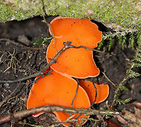Orange Peel Fungus - Aleuria aurantia Fruiting body: cup-shaped; orange; somewhat flat; outside was white and fuzzy on most; no stem; brittle, orange flesh<br />
<br />
Habitat: Growing on the ground in a disturbed area<br />
https://www.jungledragon.com/image/91926/orange_peel_fungus_-_aleuria_aurantia.html<br />
https://www.jungledragon.com/image/91925/orange_peel_fungus_-_aleuria_aurantia.html<br />
https://www.jungledragon.com/image/91922/orange_peel_fungus_-_aleuria_aurantia.html<br />
https://www.jungledragon.com/image/91921/orange_peel_fungus_-_aleuria_aurantia.html Aleuria aurantia,Geotagged,Orange peel fungus,Summer,United States