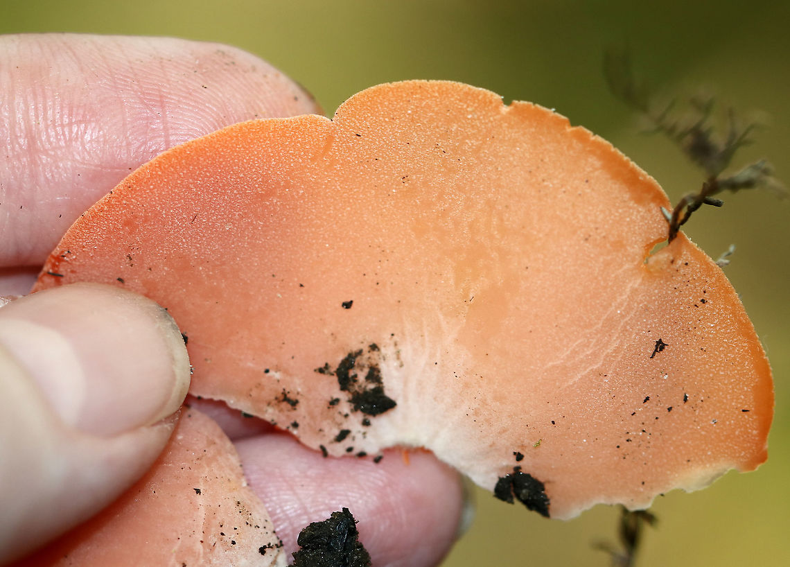 Orange Peel Fungus - Aleuria aurantia Fruiting body: cup-shaped; orange; somewhat flat; outside was white and fuzzy on most; no stem; brittle, orange flesh<br />
<br />
Habitat: Growing on the ground in a disturbed area<br />
<figure class="photo"><a href="https://www.jungledragon.com/image/91926/orange_peel_fungus_-_aleuria_aurantia.html" title="Orange Peel Fungus - Aleuria aurantia"><img src="https://s3.amazonaws.com/media.jungledragon.com/images/3232/91926_thumb.jpg?AWSAccessKeyId=05GMT0V3GWVNE7GGM1R2&Expires=1769040010&Signature=d3xXriQWbXCsn2HnA2WTm5305kE%3D" width="116" height="152" alt="Orange Peel Fungus - Aleuria aurantia Fruiting body: cup-shaped; orange; somewhat flat; outside was white and fuzzy on most; no stem; brittle, orange flesh<br />
<br />
Habitat: Growing on the ground in a disturbed area<br />
https://www.jungledragon.com/image/91925/orange_peel_fungus_-_aleuria_aurantia.html<br />
https://www.jungledragon.com/image/91923/orange_peel_fungus_-_aleuria_aurantia.html<br />
https://www.jungledragon.com/image/91922/orange_peel_fungus_-_aleuria_aurantia.html<br />
https://www.jungledragon.com/image/91921/orange_peel_fungus_-_aleuria_aurantia.html Aleuria aurantia,Geotagged,Orange peel fungus,Summer,United States" /></a></figure><br />
<figure class="photo"><a href="https://www.jungledragon.com/image/91923/orange_peel_fungus_-_aleuria_aurantia.html" title="Orange Peel Fungus - Aleuria aurantia"><img src="https://s3.amazonaws.com/media.jungledragon.com/images/3232/91923_thumb.jpg?AWSAccessKeyId=05GMT0V3GWVNE7GGM1R2&Expires=1769040010&Signature=bxngr2V%2FlNrcSqzJt9IWuUob%2Bxw%3D" width="200" height="180" alt="Orange Peel Fungus - Aleuria aurantia Fruiting body: cup-shaped; orange; somewhat flat; outside was white and fuzzy on most; no stem; brittle, orange flesh<br />
<br />
Habitat: Growing on the ground in a disturbed area<br />
https://www.jungledragon.com/image/91926/orange_peel_fungus_-_aleuria_aurantia.html<br />
https://www.jungledragon.com/image/91925/orange_peel_fungus_-_aleuria_aurantia.html<br />
https://www.jungledragon.com/image/91922/orange_peel_fungus_-_aleuria_aurantia.html<br />
https://www.jungledragon.com/image/91921/orange_peel_fungus_-_aleuria_aurantia.html Aleuria aurantia,Geotagged,Orange peel fungus,Summer,United States" /></a></figure><br />
<figure class="photo"><a href="https://www.jungledragon.com/image/91922/orange_peel_fungus_-_aleuria_aurantia.html" title="Orange Peel Fungus - Aleuria aurantia"><img src="https://s3.amazonaws.com/media.jungledragon.com/images/3232/91922_thumb.jpg?AWSAccessKeyId=05GMT0V3GWVNE7GGM1R2&Expires=1769040010&Signature=50g8pY2QfJblY%2BWVZ%2BFHP2LTrx0%3D" width="200" height="176" alt="Orange Peel Fungus - Aleuria aurantia Fruiting body: cup-shaped; orange; somewhat flat; outside was white and fuzzy on most; no stem; brittle, orange flesh<br />
<br />
Habitat: Growing on the ground in a disturbed area<br />
https://www.jungledragon.com/image/91926/orange_peel_fungus_-_aleuria_aurantia.html<br />
https://www.jungledragon.com/image/91925/orange_peel_fungus_-_aleuria_aurantia.html<br />
https://www.jungledragon.com/image/91923/orange_peel_fungus_-_aleuria_aurantia.html<br />
https://www.jungledragon.com/image/91921/orange_peel_fungus_-_aleuria_aurantia.html Aleuria aurantia,Geotagged,Orange peel fungus,Summer,United States,aleuria" /></a></figure><br />
<figure class="photo"><a href="https://www.jungledragon.com/image/91921/orange_peel_fungus_-_aleuria_aurantia.html" title="Orange Peel Fungus - Aleuria aurantia"><img src="https://s3.amazonaws.com/media.jungledragon.com/images/3232/91921_thumb.jpg?AWSAccessKeyId=05GMT0V3GWVNE7GGM1R2&Expires=1769040010&Signature=Q%2BUUFw2ojPt1YLxlJJXkGNg6r20%3D" width="200" height="166" alt="Orange Peel Fungus - Aleuria aurantia Fruiting body: cup-shaped; orange; somewhat flat; outside was white and fuzzy on most; no stem; brittle, orange flesh<br />
<br />
Habitat: Growing on the ground in a disturbed area<br />
https://www.jungledragon.com/image/91922/orange_peel_fungus_-_aleuria_aurantia.html<br />
https://www.jungledragon.com/image/91926/orange_peel_fungus_-_aleuria_aurantia.html<br />
https://www.jungledragon.com/image/91925/orange_peel_fungus_-_aleuria_aurantia.html<br />
https://www.jungledragon.com/image/91923/orange_peel_fungus_-_aleuria_aurantia.html Aleuria,Aleuria aurantia,Geotagged,Orange peel fungus,Summer,United States,cup fungus,fungus" /></a></figure> Aleuria aurantia,Geotagged,Orange peel fungus,Summer,United States