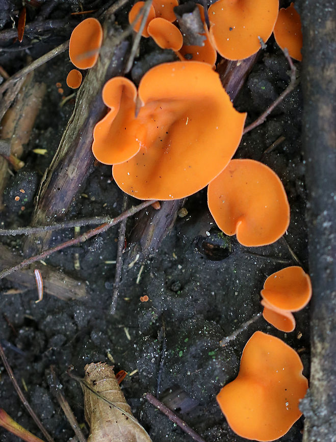 Orange Peel Fungus - Aleuria aurantia Fruiting body: cup-shaped; orange; somewhat flat; outside was white and fuzzy on most; no stem; brittle, orange flesh<br />
<br />
Habitat: Growing on the ground in a disturbed area<br />
<figure class="photo"><a href="https://www.jungledragon.com/image/91925/orange_peel_fungus_-_aleuria_aurantia.html" title="Orange Peel Fungus - Aleuria aurantia"><img src="https://s3.amazonaws.com/media.jungledragon.com/images/3232/91925_thumb.jpg?AWSAccessKeyId=05GMT0V3GWVNE7GGM1R2&Expires=1759968010&Signature=q7sFuuqSkhC%2FBDazy7Hym5SBDi4%3D" width="200" height="144" alt="Orange Peel Fungus - Aleuria aurantia Fruiting body: cup-shaped; orange; somewhat flat; outside was white and fuzzy on most; no stem; brittle, orange flesh<br />
<br />
Habitat: Growing on the ground in a disturbed area<br />
https://www.jungledragon.com/image/91926/orange_peel_fungus_-_aleuria_aurantia.html<br />
https://www.jungledragon.com/image/91923/orange_peel_fungus_-_aleuria_aurantia.html<br />
https://www.jungledragon.com/image/91922/orange_peel_fungus_-_aleuria_aurantia.html<br />
https://www.jungledragon.com/image/91921/orange_peel_fungus_-_aleuria_aurantia.html Aleuria aurantia,Geotagged,Orange peel fungus,Summer,United States" /></a></figure><br />
<figure class="photo"><a href="https://www.jungledragon.com/image/91923/orange_peel_fungus_-_aleuria_aurantia.html" title="Orange Peel Fungus - Aleuria aurantia"><img src="https://s3.amazonaws.com/media.jungledragon.com/images/3232/91923_thumb.jpg?AWSAccessKeyId=05GMT0V3GWVNE7GGM1R2&Expires=1759968010&Signature=iRZfCukMvkizrZ7bQt3PkUI%2FLiA%3D" width="200" height="180" alt="Orange Peel Fungus - Aleuria aurantia Fruiting body: cup-shaped; orange; somewhat flat; outside was white and fuzzy on most; no stem; brittle, orange flesh<br />
<br />
Habitat: Growing on the ground in a disturbed area<br />
https://www.jungledragon.com/image/91926/orange_peel_fungus_-_aleuria_aurantia.html<br />
https://www.jungledragon.com/image/91925/orange_peel_fungus_-_aleuria_aurantia.html<br />
https://www.jungledragon.com/image/91922/orange_peel_fungus_-_aleuria_aurantia.html<br />
https://www.jungledragon.com/image/91921/orange_peel_fungus_-_aleuria_aurantia.html Aleuria aurantia,Geotagged,Orange peel fungus,Summer,United States" /></a></figure><br />
<figure class="photo"><a href="https://www.jungledragon.com/image/91922/orange_peel_fungus_-_aleuria_aurantia.html" title="Orange Peel Fungus - Aleuria aurantia"><img src="https://s3.amazonaws.com/media.jungledragon.com/images/3232/91922_thumb.jpg?AWSAccessKeyId=05GMT0V3GWVNE7GGM1R2&Expires=1759968010&Signature=AX0ewQDoJDbaI9mUY1e73FGmmhs%3D" width="200" height="176" alt="Orange Peel Fungus - Aleuria aurantia Fruiting body: cup-shaped; orange; somewhat flat; outside was white and fuzzy on most; no stem; brittle, orange flesh<br />
<br />
Habitat: Growing on the ground in a disturbed area<br />
https://www.jungledragon.com/image/91926/orange_peel_fungus_-_aleuria_aurantia.html<br />
https://www.jungledragon.com/image/91925/orange_peel_fungus_-_aleuria_aurantia.html<br />
https://www.jungledragon.com/image/91923/orange_peel_fungus_-_aleuria_aurantia.html<br />
https://www.jungledragon.com/image/91921/orange_peel_fungus_-_aleuria_aurantia.html Aleuria aurantia,Geotagged,Orange peel fungus,Summer,United States,aleuria" /></a></figure><br />
<figure class="photo"><a href="https://www.jungledragon.com/image/91921/orange_peel_fungus_-_aleuria_aurantia.html" title="Orange Peel Fungus - Aleuria aurantia"><img src="https://s3.amazonaws.com/media.jungledragon.com/images/3232/91921_thumb.jpg?AWSAccessKeyId=05GMT0V3GWVNE7GGM1R2&Expires=1759968010&Signature=XZsngoTv1wfnC7qjuWkXUhp2klg%3D" width="200" height="166" alt="Orange Peel Fungus - Aleuria aurantia Fruiting body: cup-shaped; orange; somewhat flat; outside was white and fuzzy on most; no stem; brittle, orange flesh<br />
<br />
Habitat: Growing on the ground in a disturbed area<br />
https://www.jungledragon.com/image/91922/orange_peel_fungus_-_aleuria_aurantia.html<br />
https://www.jungledragon.com/image/91926/orange_peel_fungus_-_aleuria_aurantia.html<br />
https://www.jungledragon.com/image/91925/orange_peel_fungus_-_aleuria_aurantia.html<br />
https://www.jungledragon.com/image/91923/orange_peel_fungus_-_aleuria_aurantia.html Aleuria,Aleuria aurantia,Geotagged,Orange peel fungus,Summer,United States,cup fungus,fungus" /></a></figure> Aleuria aurantia,Geotagged,Orange peel fungus,Summer,United States