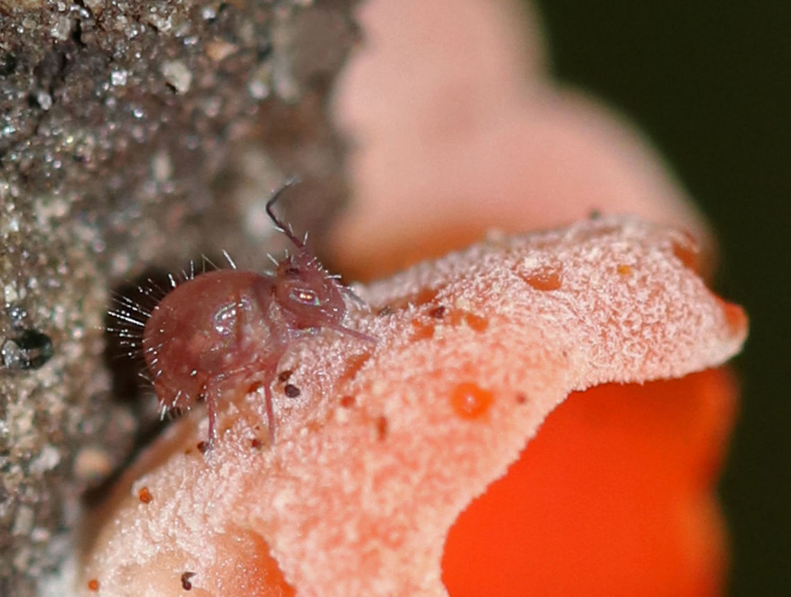 Globular Springtail - Ptenothrix sp. Probably P. unicolor.<br />
<br />
Habitat: On Aleuria aurantia Geotagged,Ptenothrix,Summer,United States,globular springtail,springtail