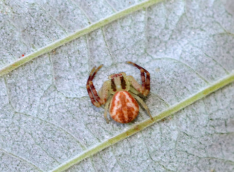 Northern Crab Spider - Mecaphesa asperata Habitat: Meadow Geotagged,Mecaphesa,Mecaphesa asperata,Northern Crab Spider,Summer,United States,crab spider,spider