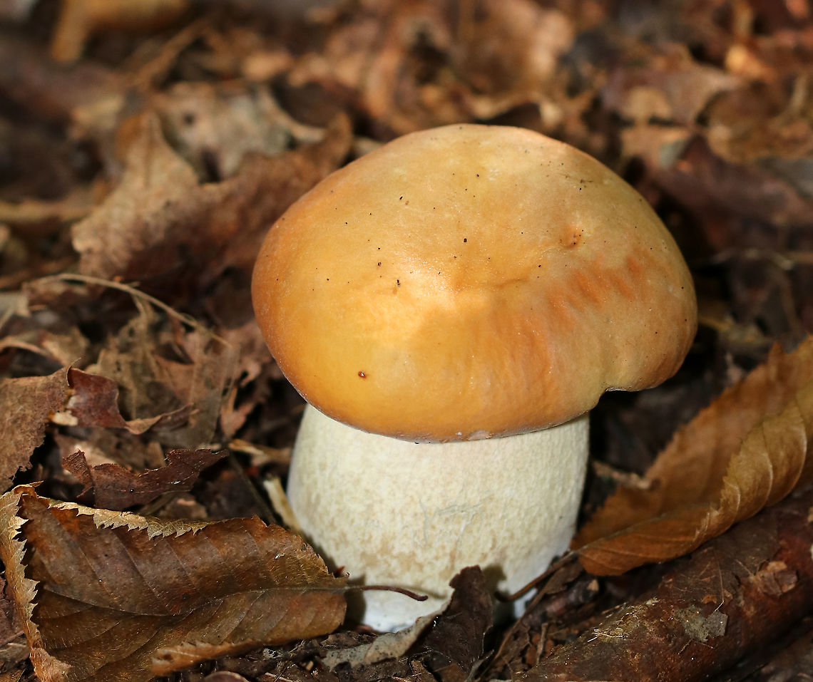Chippewa Bolete - Boletus chippewaensis Habitat: Mixed forest<br />
<figure class="photo"><a href="https://www.jungledragon.com/image/91948/chippewa_bolete_-_boletus_chippewaensis.html" title="Chippewa Bolete - Boletus chippewaensis"><img src="https://s3.amazonaws.com/media.jungledragon.com/images/3232/91948_thumb.jpg?AWSAccessKeyId=05GMT0V3GWVNE7GGM1R2&Expires=1759968010&Signature=ppn5UwsUspxUm6kBhc0hBmAfZRw%3D" width="200" height="192" alt="Chippewa Bolete - Boletus chippewaensis Habitat: Mixed forest<br />
https://www.jungledragon.com/image/91946/penny_bun_-_boletus_cf._edulis.html<br />
https://www.jungledragon.com/image/91947/penny_bun_-_boletus_cf._edulis.html Boletus chippewaensis,Chippewa Bolete,Geotagged,Summer,United States" /></a></figure><br />
<figure class="photo"><a href="https://www.jungledragon.com/image/91947/chippewa_bolete_-_boletus_chippewaensis.html" title="Chippewa Bolete - Boletus chippewaensis"><img src="https://s3.amazonaws.com/media.jungledragon.com/images/3232/91947_thumb.jpg?AWSAccessKeyId=05GMT0V3GWVNE7GGM1R2&Expires=1759968010&Signature=sPItZRrUSGHhUuiDs%2FahovIHWaM%3D" width="200" height="176" alt="Chippewa Bolete - Boletus chippewaensis Habitat: Mixed forest<br />
https://www.jungledragon.com/image/91948/penny_bun_-_boletus_cf._edulis.html<br />
https://www.jungledragon.com/image/91946/penny_bun_-_boletus_cf._edulis.html Boletus chippewaensis,Chippewa Bolete,Geotagged,Summer,United States" /></a></figure> Boletus chippewaensis,Chippewa Bolete,Geotagged,Summer,United States,bolete,boletus
