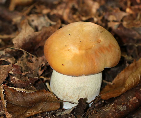 Chippewa Bolete - Boletus chippewaensis Habitat: Mixed forest
https://www.jungledragon.com/image/91948/penny_bun_-_boletus_cf._edulis.html
https://www.jungledragon.com/image/91947/penny_bun_-_boletus_cf._edulis.html Boletus chippewaensis,Chippewa Bolete,Geotagged,Summer,United States,bolete,boletus