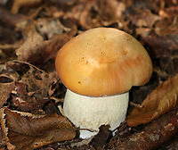 Chippewa Bolete - Boletus chippewaensis Habitat: Mixed forest<br />
https://www.jungledragon.com/image/91948/penny_bun_-_boletus_cf._edulis.html<br />
https://www.jungledragon.com/image/91947/penny_bun_-_boletus_cf._edulis.html Boletus chippewaensis,Chippewa Bolete,Geotagged,Summer,United States,bolete,boletus
