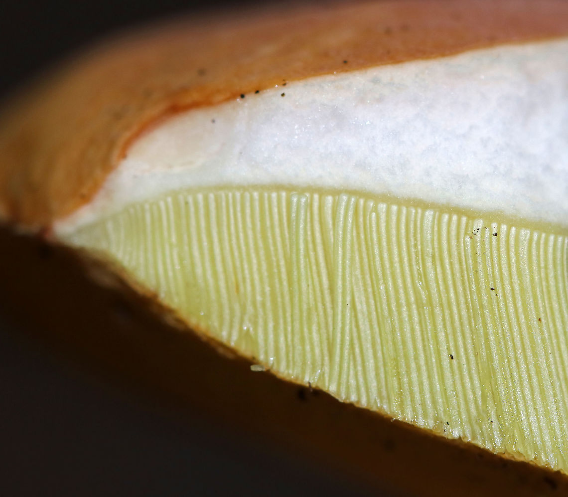 Chippewa Bolete - Boletus chippewaensis Habitat: Mixed forest<br />
<figure class="photo"><a href="https://www.jungledragon.com/image/91948/chippewa_bolete_-_boletus_chippewaensis.html" title="Chippewa Bolete - Boletus chippewaensis"><img src="https://s3.amazonaws.com/media.jungledragon.com/images/3232/91948_thumb.jpg?AWSAccessKeyId=05GMT0V3GWVNE7GGM1R2&Expires=1770854410&Signature=BesrM5WyGCio7H%2FhjV6UWlMk1yo%3D" width="200" height="192" alt="Chippewa Bolete - Boletus chippewaensis Habitat: Mixed forest<br />
https://www.jungledragon.com/image/91946/penny_bun_-_boletus_cf._edulis.html<br />
https://www.jungledragon.com/image/91947/penny_bun_-_boletus_cf._edulis.html Boletus chippewaensis,Chippewa Bolete,Geotagged,Summer,United States" /></a></figure><br />
<figure class="photo"><a href="https://www.jungledragon.com/image/91946/chippewa_bolete_-_boletus_chippewaensis.html" title="Chippewa Bolete - Boletus chippewaensis"><img src="https://s3.amazonaws.com/media.jungledragon.com/images/3232/91946_thumb.jpg?AWSAccessKeyId=05GMT0V3GWVNE7GGM1R2&Expires=1770854410&Signature=sLaPNdBpn%2FuKDqw%2F0c6rovmKps0%3D" width="200" height="170" alt="Chippewa Bolete - Boletus chippewaensis Habitat: Mixed forest<br />
https://www.jungledragon.com/image/91948/penny_bun_-_boletus_cf._edulis.html<br />
https://www.jungledragon.com/image/91947/penny_bun_-_boletus_cf._edulis.html Boletus chippewaensis,Chippewa Bolete,Geotagged,Summer,United States,bolete,boletus" /></a></figure> Boletus chippewaensis,Chippewa Bolete,Geotagged,Summer,United States