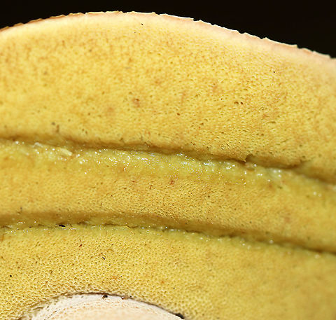 Chippewa Bolete - Boletus chippewaensis Habitat: Mixed forest
https://www.jungledragon.com/image/91946/penny_bun_-_boletus_cf._edulis.html
https://www.jungledragon.com/image/91947/penny_bun_-_boletus_cf._edulis.html Boletus chippewaensis,Chippewa Bolete,Geotagged,Summer,United States