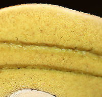 Chippewa Bolete - Boletus chippewaensis Habitat: Mixed forest<br />
https://www.jungledragon.com/image/91946/penny_bun_-_boletus_cf._edulis.html<br />
https://www.jungledragon.com/image/91947/penny_bun_-_boletus_cf._edulis.html Boletus chippewaensis,Chippewa Bolete,Geotagged,Summer,United States