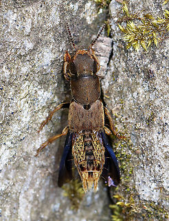 Brown Rove Beetle - Platydracus maculosus This beauty was about 35 mm long and had gorgeous blue hindwings!

Habitat: Deciduous forest
https://www.jungledragon.com/image/91991/brown_rove_beetle_-_platydracus_maculosus.html Brown Rove Beetle,Geotagged,Platydracus,Platydracus maculosus,Spring,United States,beetle,rove beetle