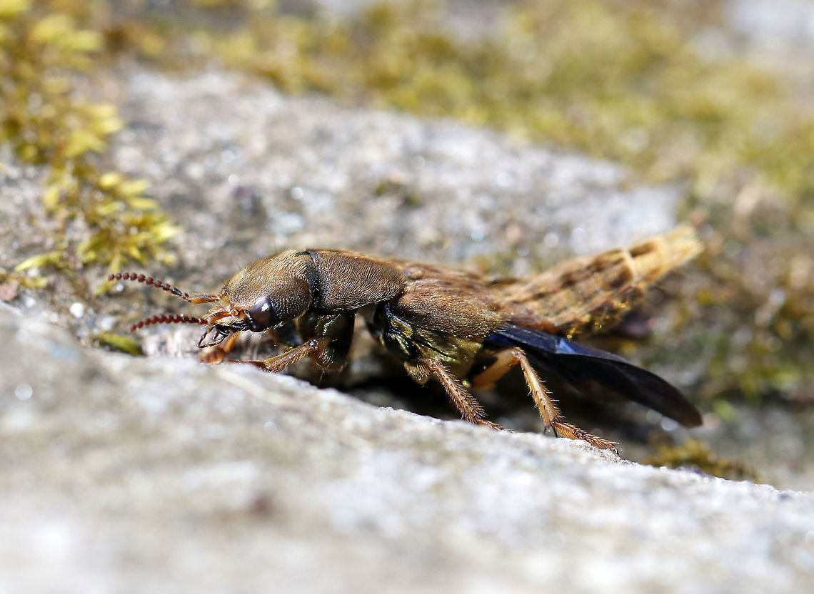 Brown Rove Beetle - Platydracus maculosus This beauty was about 35 mm long and had gorgeous blue hindwings!<br />
<br />
Habitat: Deciduous forest<br />
<figure class="photo"><a href="https://www.jungledragon.com/image/91990/brown_rove_beetle_-_platydracus_maculosus.html" title="Brown Rove Beetle - Platydracus maculosus"><img src="https://s3.amazonaws.com/media.jungledragon.com/images/3232/91990_thumb.jpg?AWSAccessKeyId=05GMT0V3GWVNE7GGM1R2&Expires=1767225610&Signature=XxjU8K1bjySBEn4%2BvSEWYxdietU%3D" width="118" height="152" alt="Brown Rove Beetle - Platydracus maculosus This beauty was about 35 mm long and had gorgeous blue hindwings!<br />
<br />
Habitat: Deciduous forest<br />
https://www.jungledragon.com/image/91991/brown_rove_beetle_-_platydracus_maculosus.html Brown Rove Beetle,Geotagged,Platydracus,Platydracus maculosus,Spring,United States,beetle,rove beetle" /></a></figure> Brown Rove Beetle,Geotagged,Platydracus maculosus,Spring,United States