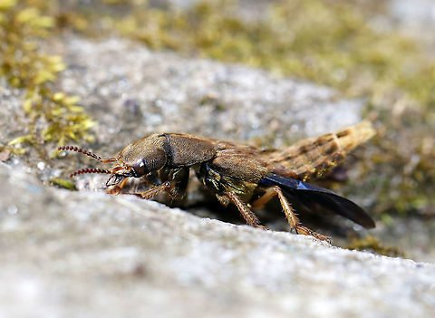 Brown Rove Beetle - Platydracus maculosus This beauty was about 35 mm long and had gorgeous blue hindwings!

Habitat: Deciduous forest
https://www.jungledragon.com/image/91990/brown_rove_beetle_-_platydracus_maculosus.html Brown Rove Beetle,Geotagged,Platydracus maculosus,Spring,United States