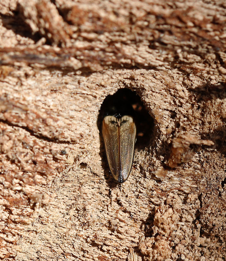 Click Beetle - Ampedus nigricollis ~10 mm long; reddish brown legs<br />
<br />
Habitat: Rotting wood in a mixed forest Ampedus,Ampedus nigricollis,Geotagged,Spring,United States,beetle,click beetle