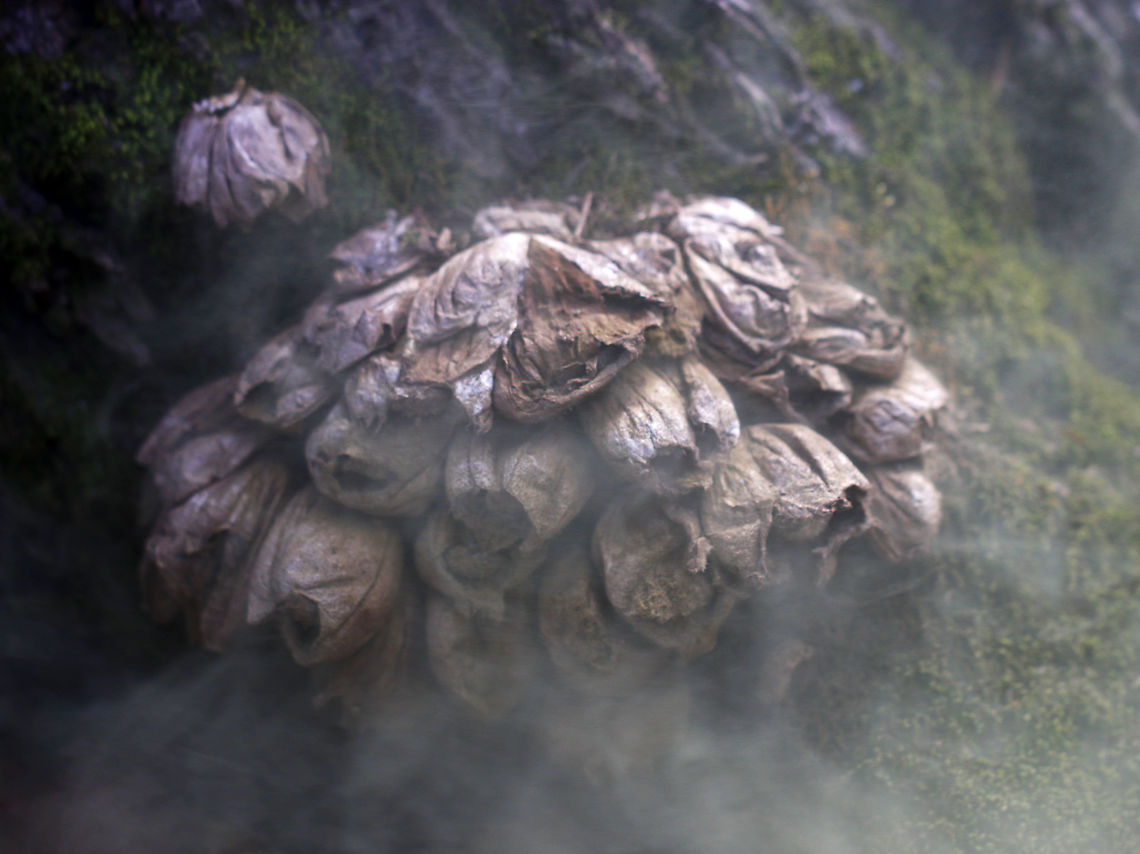 Pear-shaped Puffball -  Lycoperdon pyriforme My assistants were good enough to poke this cluster of old puffballs so I could get a shot of the spores coming out.<br />
<br />
Habitat: Mixed forest<br />
<figure class="photo"><a href="https://www.jungledragon.com/image/92005/pear-shaped_puffball_-_lycoperdon_pyriforme.html" title="Pear-shaped Puffball - Lycoperdon pyriforme"><img src="https://s3.amazonaws.com/media.jungledragon.com/images/3232/92005_thumb.jpg?AWSAccessKeyId=05GMT0V3GWVNE7GGM1R2&Expires=1769040010&Signature=11uzy11el4Z6gWRi%2BeBWyECbUQk%3D" width="200" height="166" alt="Pear-shaped Puffball - Lycoperdon pyriforme My assistants were good enough to poke this cluster of old puffballs so I could get a shot of the spores coming out.<br />
<br />
Habitat: Mixed forest<br />
https://www.jungledragon.com/image/92004/pear-shaped_puffball_-_lycoperdon_pyriforme.html<br />
https://www.jungledragon.com/image/92003/pear-shaped_puffball_-_lycoperdon_pyriforme.html Geotagged,Lycoperdon pyriforme,Pear-shaped Puffball,Spring,United States" /></a></figure><br />
<figure class="photo"><a href="https://www.jungledragon.com/image/92004/pear-shaped_puffball_-_lycoperdon_pyriforme.html" title="Pear-shaped Puffball -  Lycoperdon pyriforme"><img src="https://s3.amazonaws.com/media.jungledragon.com/images/3232/92004_thumb.jpg?AWSAccessKeyId=05GMT0V3GWVNE7GGM1R2&Expires=1769040010&Signature=dGGgEE3jzFwHkshVQ%2Bw8cjY2%2BIU%3D" width="200" height="146" alt="Pear-shaped Puffball -  Lycoperdon pyriforme My assistants were good enough to poke this cluster of old puffballs so I could get a shot of the spores coming out.<br />
<br />
Habitat: Mixed forest<br />
https://www.jungledragon.com/image/92005/pear-shaped_puffball_-_lycoperdon_pyriforme.html<br />
https://www.jungledragon.com/image/92003/pear-shaped_puffball_-_lycoperdon_pyriforme.html Geotagged,Lycoperdon pyriforme,Pear-shaped Puffball,Spring,United States" /></a></figure> Geotagged,Lycoperdon pyriforme,Pear-shaped Puffball,Spring,United States,puffballs