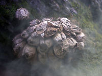 Pear-shaped Puffball - Lycoperdon pyriforme My assistants were good enough to poke this cluster of old puffballs so I could get a shot of the spores coming out.<br />
<br />
Habitat: Mixed forest<br />
https://www.jungledragon.com/image/92005/pear-shaped_puffball_-_lycoperdon_pyriforme.html<br />
https://www.jungledragon.com/image/92004/pear-shaped_puffball_-_lycoperdon_pyriforme.html Geotagged,Lycoperdon pyriforme,Pear-shaped Puffball,Spring,United States,puffballs