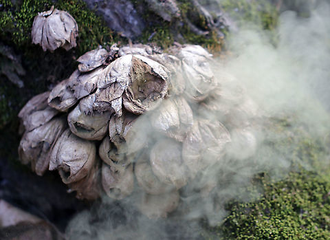 Pear-shaped Puffball -  Lycoperdon pyriforme My assistants were good enough to poke this cluster of old puffballs so I could get a shot of the spores coming out.

Habitat: Mixed forest
https://www.jungledragon.com/image/92005/pear-shaped_puffball_-_lycoperdon_pyriforme.html
https://www.jungledragon.com/image/92003/pear-shaped_puffball_-_lycoperdon_pyriforme.html Geotagged,Lycoperdon pyriforme,Pear-shaped Puffball,Spring,United States