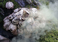 Pear-shaped Puffball - Lycoperdon pyriforme My assistants were good enough to poke this cluster of old puffballs so I could get a shot of the spores coming out.<br />
<br />
Habitat: Mixed forest<br />
https://www.jungledragon.com/image/92005/pear-shaped_puffball_-_lycoperdon_pyriforme.html<br />
https://www.jungledragon.com/image/92003/pear-shaped_puffball_-_lycoperdon_pyriforme.html Geotagged,Lycoperdon pyriforme,Pear-shaped Puffball,Spring,United States