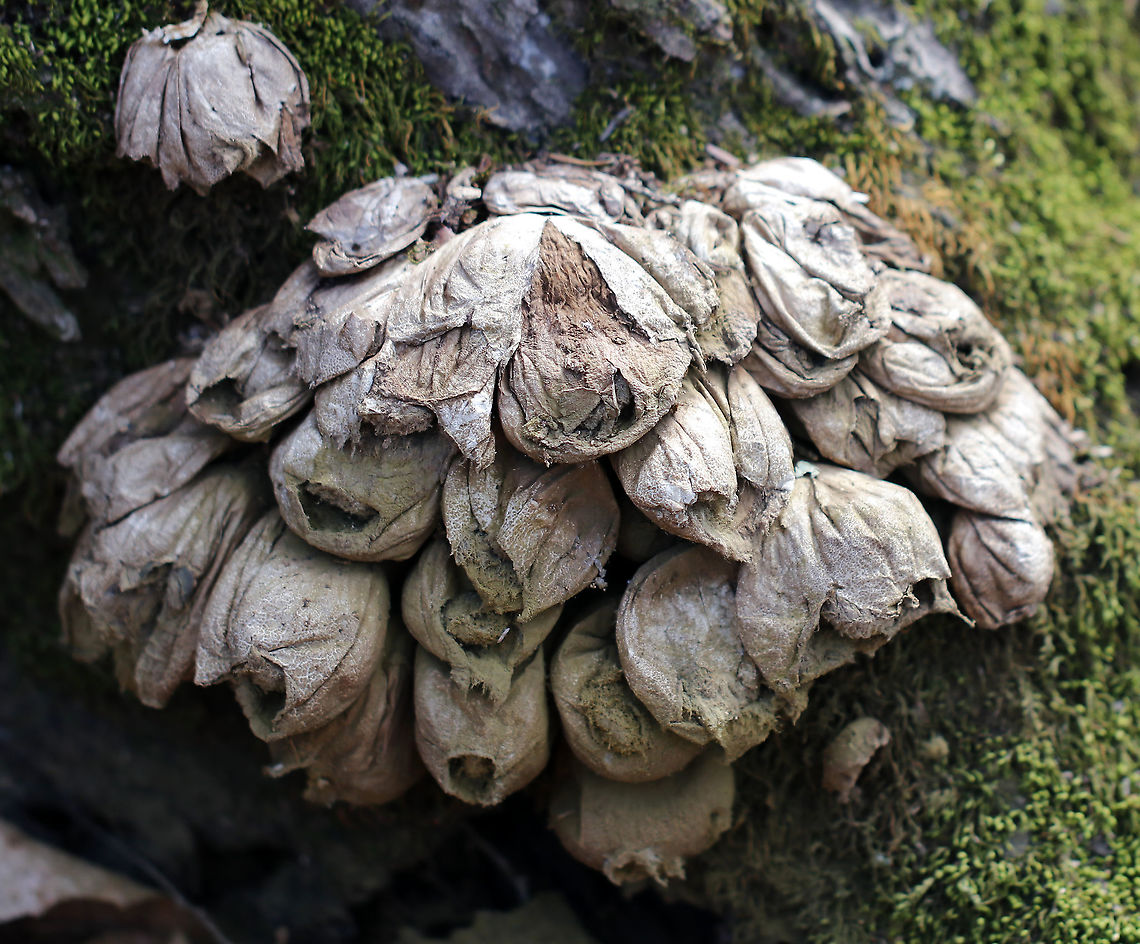 Pear-shaped Puffball - Lycoperdon pyriforme My assistants were good enough to poke this cluster of old puffballs so I could get a shot of the spores coming out.<br />
<br />
Habitat: Mixed forest<br />
<figure class="photo"><a href="https://www.jungledragon.com/image/92004/pear-shaped_puffball_-_lycoperdon_pyriforme.html" title="Pear-shaped Puffball -  Lycoperdon pyriforme"><img src="https://s3.amazonaws.com/media.jungledragon.com/images/3232/92004_thumb.jpg?AWSAccessKeyId=05GMT0V3GWVNE7GGM1R2&Expires=1763596810&Signature=6IqHVfWCFOZzi9%2Bad%2FPIiVEvUC4%3D" width="200" height="146" alt="Pear-shaped Puffball -  Lycoperdon pyriforme My assistants were good enough to poke this cluster of old puffballs so I could get a shot of the spores coming out.<br />
<br />
Habitat: Mixed forest<br />
https://www.jungledragon.com/image/92005/pear-shaped_puffball_-_lycoperdon_pyriforme.html<br />
https://www.jungledragon.com/image/92003/pear-shaped_puffball_-_lycoperdon_pyriforme.html Geotagged,Lycoperdon pyriforme,Pear-shaped Puffball,Spring,United States" /></a></figure><br />
<figure class="photo"><a href="https://www.jungledragon.com/image/92003/pear-shaped_puffball_-_lycoperdon_pyriforme.html" title="Pear-shaped Puffball -  Lycoperdon pyriforme"><img src="https://s3.amazonaws.com/media.jungledragon.com/images/3232/92003_thumb.jpg?AWSAccessKeyId=05GMT0V3GWVNE7GGM1R2&Expires=1763596810&Signature=4ChgOr1X3Xh59MNKg76VD9f4FJI%3D" width="200" height="150" alt="Pear-shaped Puffball -  Lycoperdon pyriforme My assistants were good enough to poke this cluster of old puffballs so I could get a shot of the spores coming out.<br />
<br />
Habitat: Mixed forest<br />
https://www.jungledragon.com/image/92005/pear-shaped_puffball_-_lycoperdon_pyriforme.html<br />
https://www.jungledragon.com/image/92004/pear-shaped_puffball_-_lycoperdon_pyriforme.html Geotagged,Lycoperdon pyriforme,Pear-shaped Puffball,Spring,United States,puffballs" /></a></figure> Geotagged,Lycoperdon pyriforme,Pear-shaped Puffball,Spring,United States