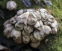 Pear-shaped Puffball - Lycoperdon pyriforme My assistants were good enough to poke this cluster of old puffballs so I could get a shot of the spores coming out.<br />
<br />
Habitat: Mixed forest<br />
https://www.jungledragon.com/image/92004/pear-shaped_puffball_-_lycoperdon_pyriforme.html<br />
https://www.jungledragon.com/image/92003/pear-shaped_puffball_-_lycoperdon_pyriforme.html Geotagged,Lycoperdon pyriforme,Pear-shaped Puffball,Spring,United States