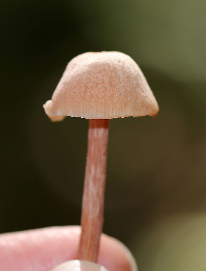 Laccaria laccata Habitat: Deciduous forest<br />
<figure class="photo"><a href="https://www.jungledragon.com/image/92016/laccaria_laccata.html" title="Laccaria laccata"><img src="https://s3.amazonaws.com/media.jungledragon.com/images/3232/92016_thumb.jpg?AWSAccessKeyId=05GMT0V3GWVNE7GGM1R2&Expires=1767225610&Signature=aSxWH0YFRSjScpgE9gCSL91B7KU%3D" width="200" height="146" alt="Laccaria laccata Habitat: Deciduous forest<br />
https://www.jungledragon.com/image/92014/laccaria_laccata.html<br />
https://www.jungledragon.com/image/92015/laccaria_laccata.html Geotagged,Laccaria laccata,Summer,United States" /></a></figure><br />
<figure class="photo"><a href="https://www.jungledragon.com/image/92015/laccaria_laccata.html" title="Laccaria laccata"><img src="https://s3.amazonaws.com/media.jungledragon.com/images/3232/92015_thumb.jpg?AWSAccessKeyId=05GMT0V3GWVNE7GGM1R2&Expires=1767225610&Signature=o5b2EnLG3yBXI5hq%2BB55Db3z0V4%3D" width="200" height="164" alt="Laccaria laccata Habitat: Deciduous forest<br />
https://www.jungledragon.com/image/92016/laccaria_laccata.html<br />
https://www.jungledragon.com/image/92014/laccaria_laccata.html Geotagged,Laccaria laccata,Summer,United States" /></a></figure> Geotagged,Laccaria,Laccaria laccata,Laccaria laccata group,Summer,United States,fungus,mushroom