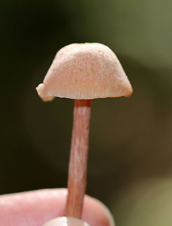 Laccaria laccata Habitat: Deciduous forest
https://www.jungledragon.com/image/92016/laccaria_laccata.html
https://www.jungledragon.com/image/92015/laccaria_laccata.html Geotagged,Laccaria,Laccaria laccata,Laccaria laccata group,Summer,United States,fungus,mushroom